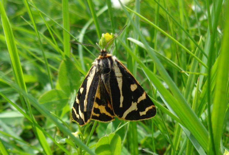 Erebidae Arctiinae: Parasemia plantaginis